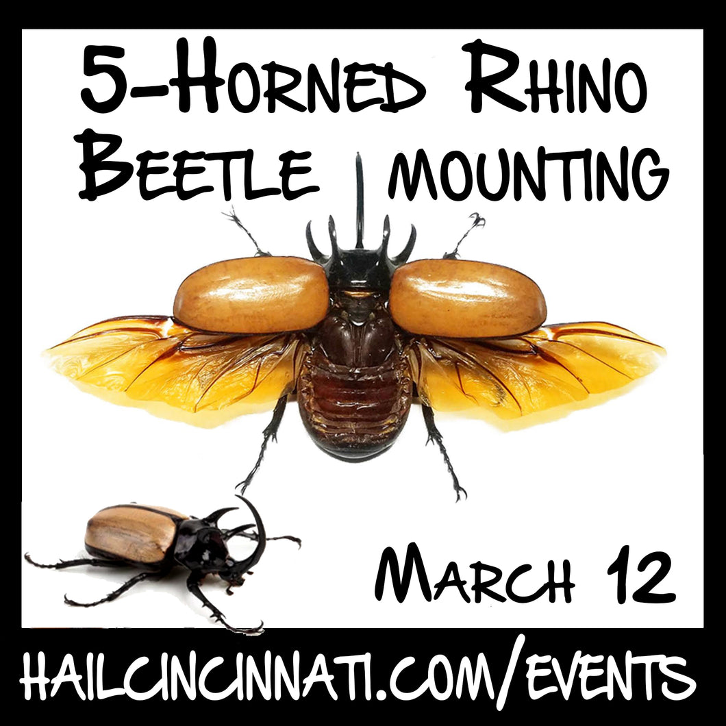 Beetle Mounting Workshop 03/12/24