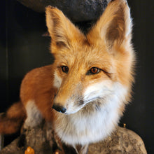 Load image into Gallery viewer, FOXY FOX
