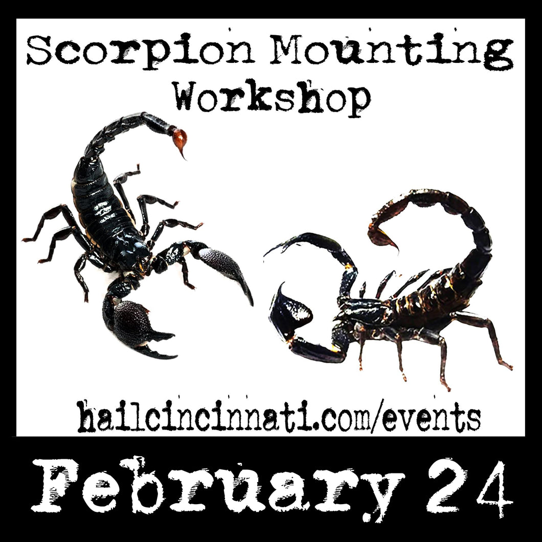 Scorpion Mounting Workshop 02/24/24