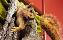 Load image into Gallery viewer, Squirrel On Oak
