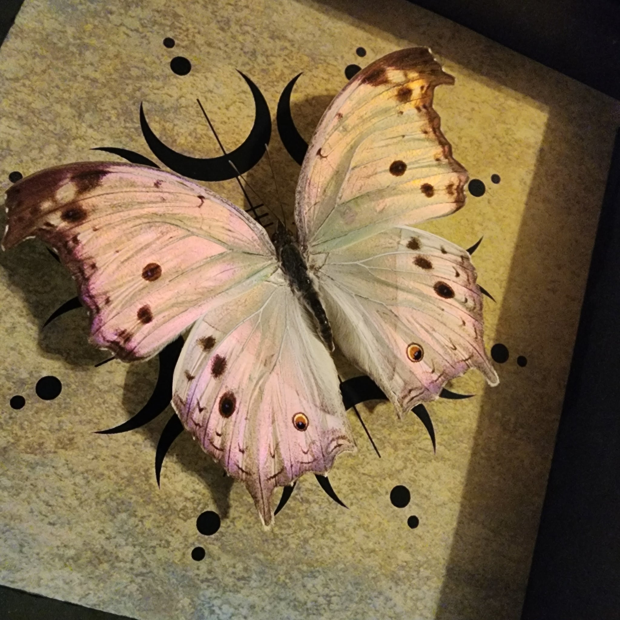 Forest Mother-Of-Pearl Butterfly – Hail - Records and Oddities