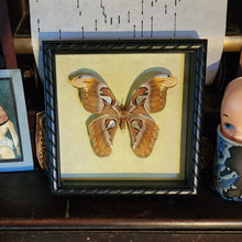 Load image into Gallery viewer, Attacus Atlas Moth
