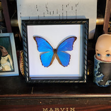 Load image into Gallery viewer, Morpho Butterfly -
