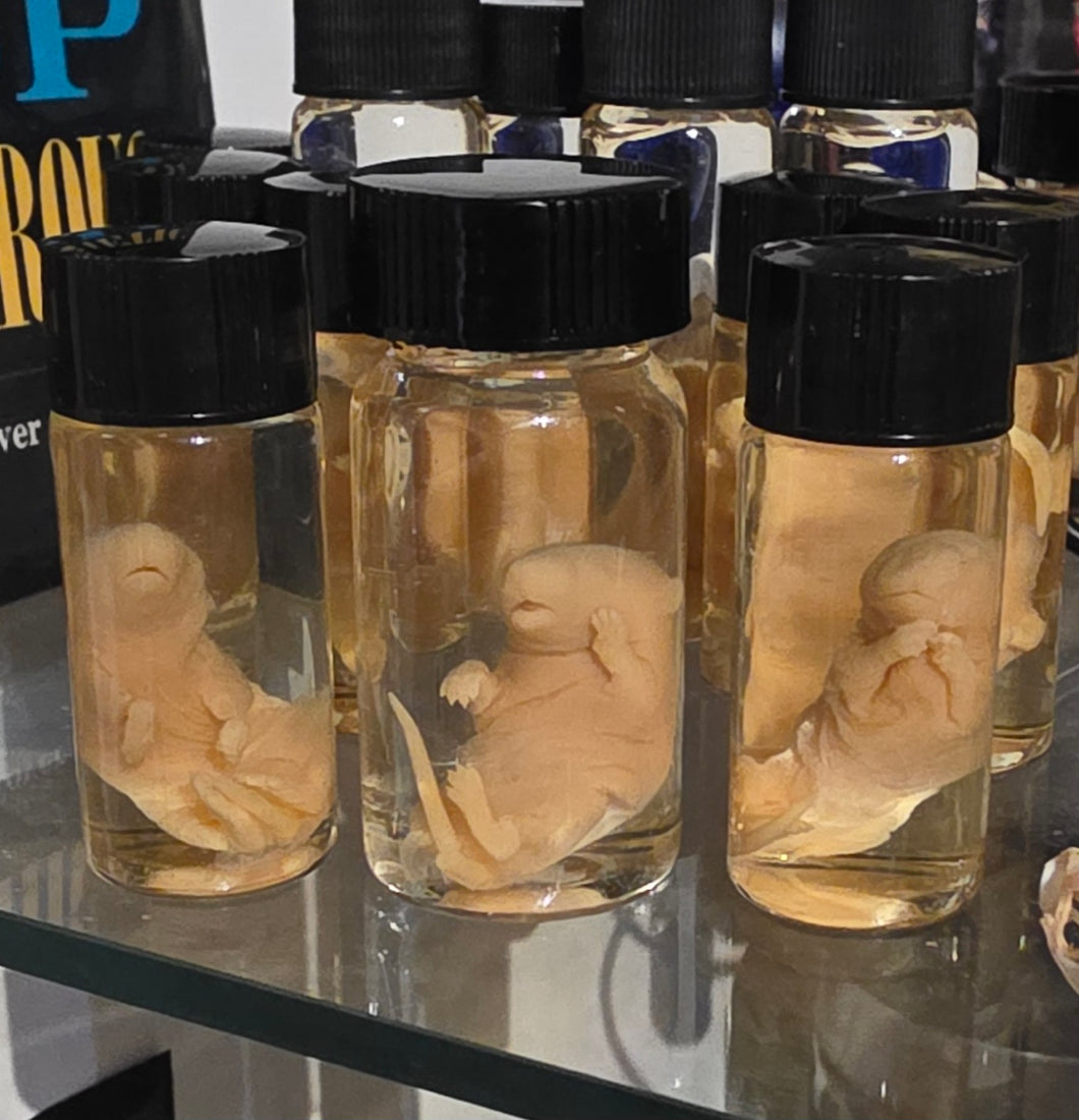 PINKIE RAT WET SPECIMEN - SMALL