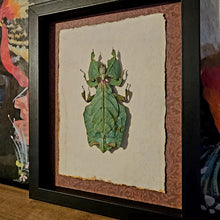 Load image into Gallery viewer, Phyllium giganteum - Leaf Bug -
