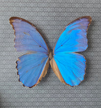 Load image into Gallery viewer, Morpho Butterfly -
