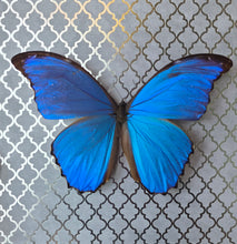 Load image into Gallery viewer, Morpho Butterfly Silver
