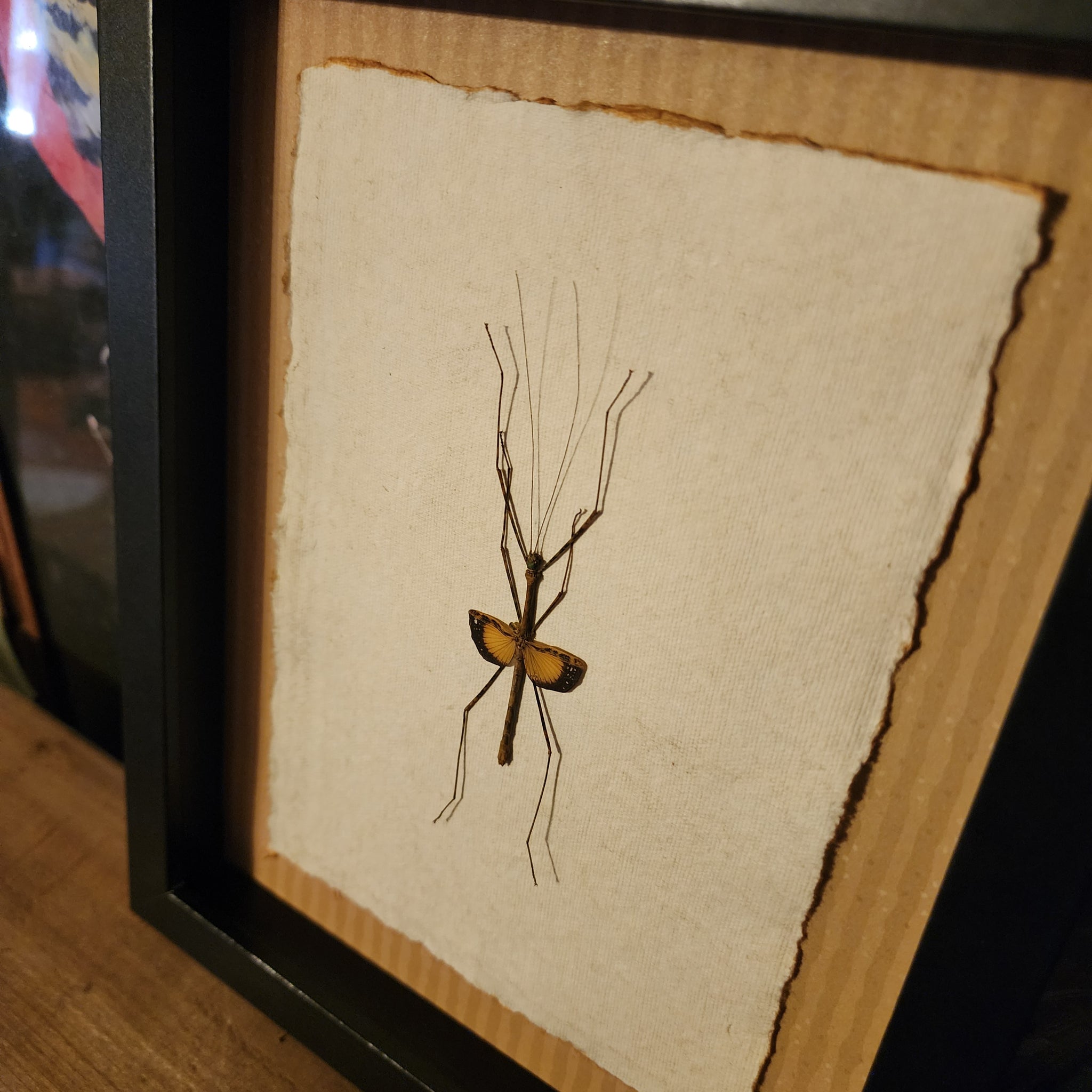 Java Stick Insect Javanese Lichen Stick Insect – Hail - Records and Oddities