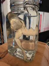 Load image into Gallery viewer, Froggy Large Wet Specimen
