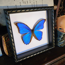 Load image into Gallery viewer, Morpho Butterfly -
