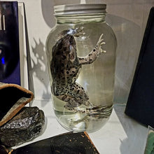 Load image into Gallery viewer, Froggy Large Wet Specimen
