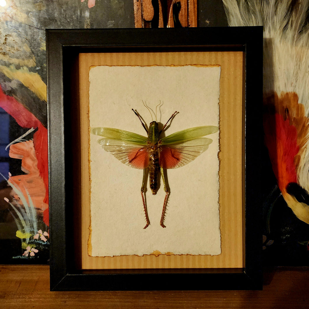 Giant Grasshopper - The Chondracris Rosea!