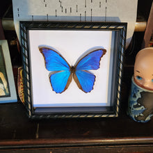 Load image into Gallery viewer, Morpho Butterfly -
