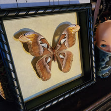 Load image into Gallery viewer, Attacus Atlas Moth
