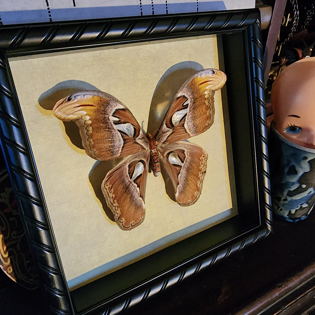 Attacus Atlas Moth