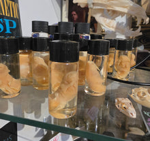 Load image into Gallery viewer, PINKIE RAT WET SPECIMEN - SMALL
