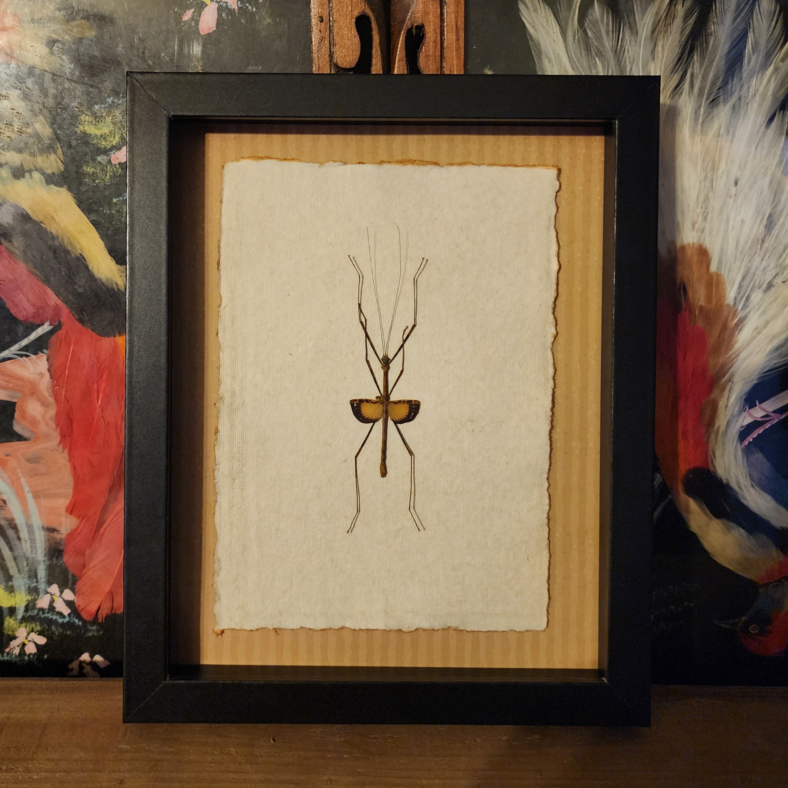 Javanese Lichen Stick Insect – Hail - Records and Oddities