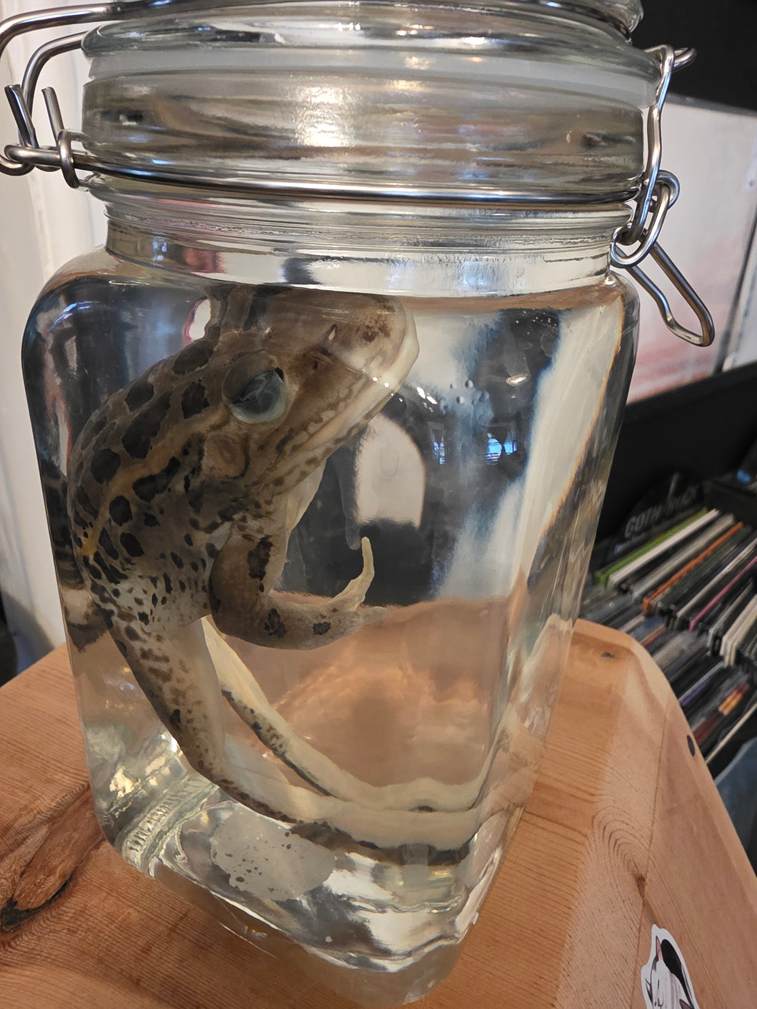 Froggy Large Wet Specimen