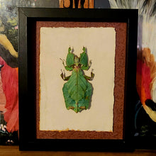 Load image into Gallery viewer, Phyllium giganteum - Leaf Bug -
