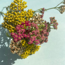 Load image into Gallery viewer, Multi-hued Yarrow Mix - Seeds

