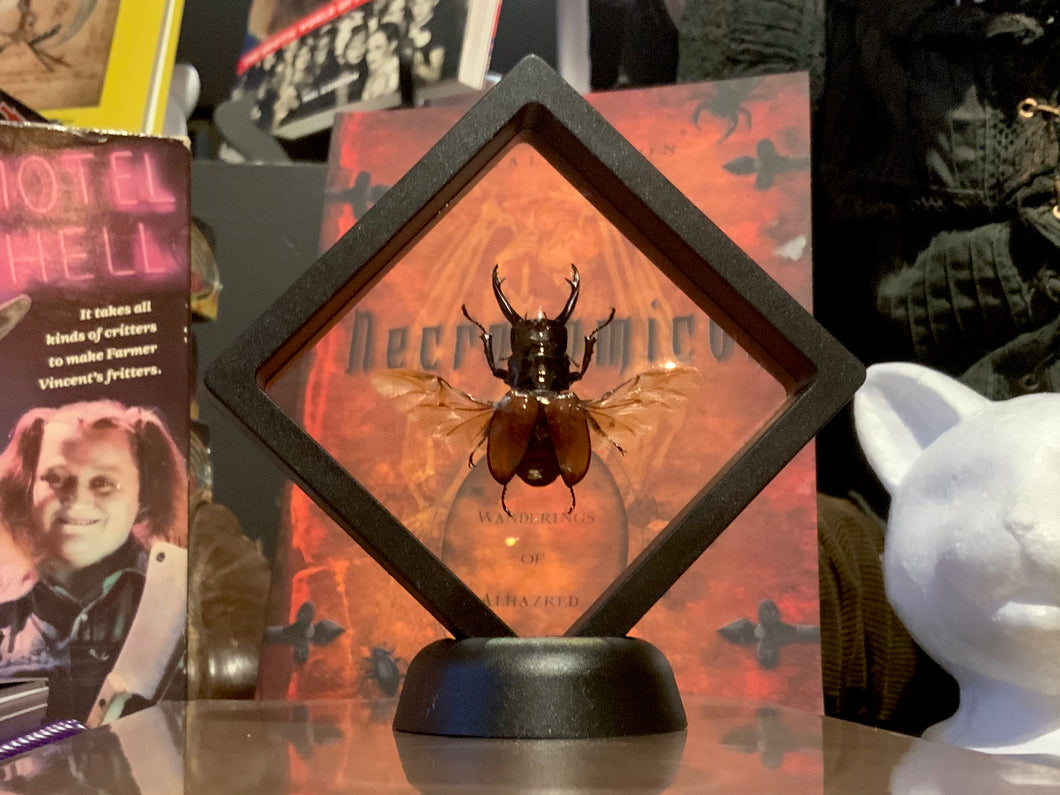 Stag Beetle Flying in Floating Mini Frame