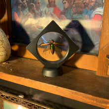 Load image into Gallery viewer, Metallic Rainbow Jewel Beetle [Chrysochroa aurora] in Floating Mini Frame
