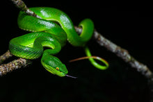 Load image into Gallery viewer, VINE WHIP SNAKE SKULL
