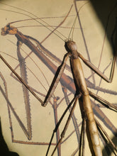 Load image into Gallery viewer, Giant Walking Stick  [Nesiophasma species] - Vintage Print
