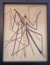 Load image into Gallery viewer, Giant Walking Stick  [Nesiophasma species] - Vintage Print
