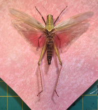 Load image into Gallery viewer, Giant Grasshopper - Chondracris rosea
