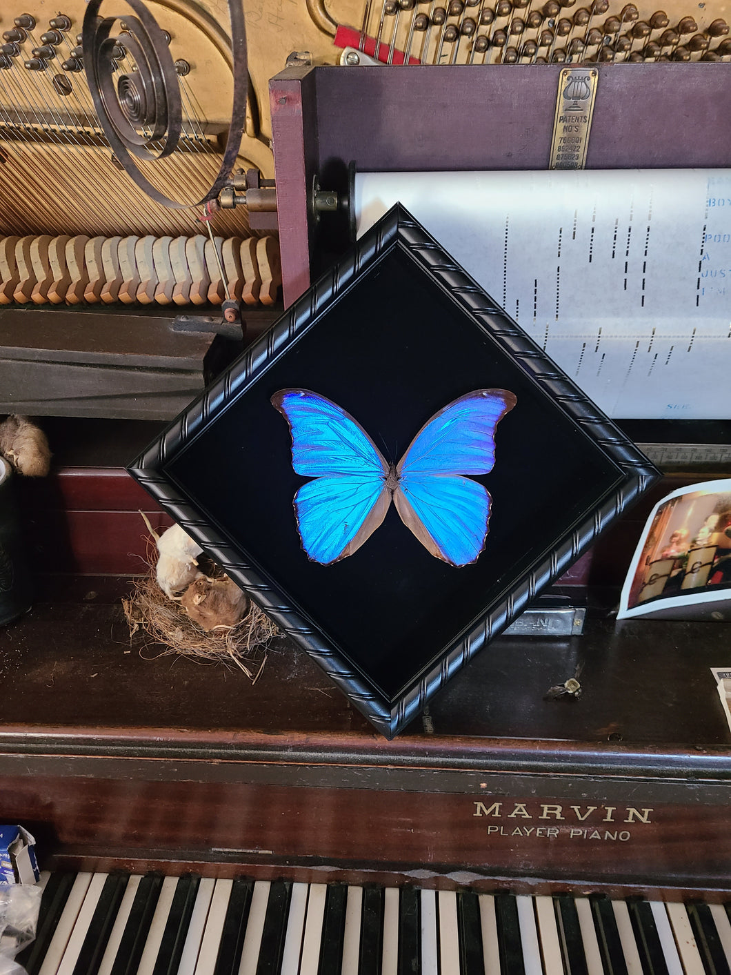 Morpho Butterfly - Black Background