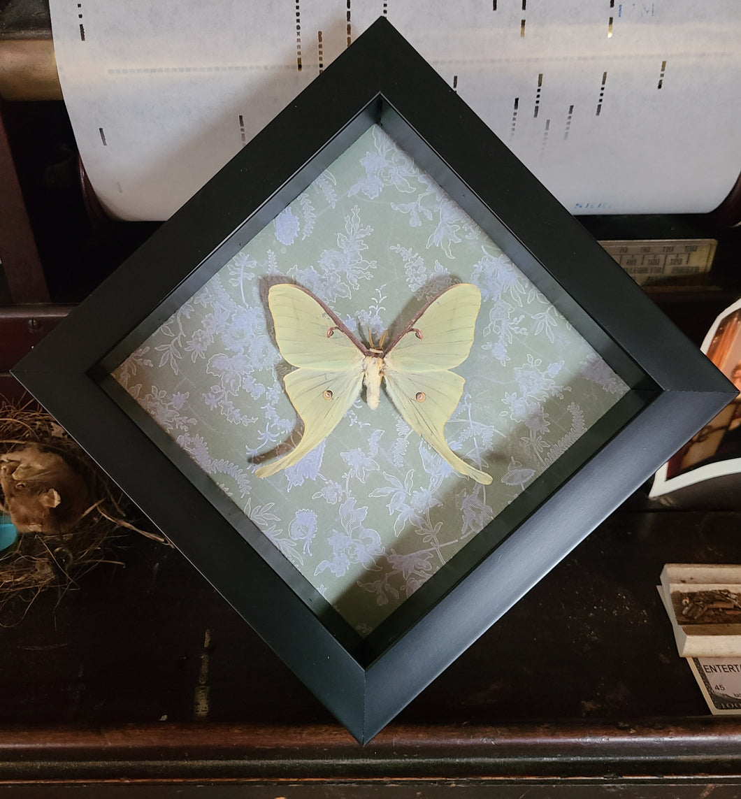 Luna Moth - Green Background