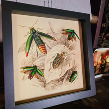 Load image into Gallery viewer, Metallic Rainbow Jewel Beetle - Black Frame
