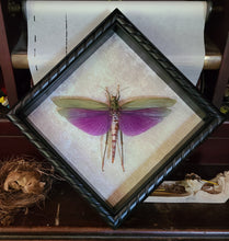Load image into Gallery viewer, Giant Grasshopper - Titanacris albipes

