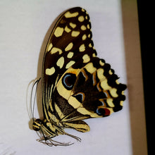 Load image into Gallery viewer, Citrus Swallowtail Butterfly Pair  [Papilio demodocus]
