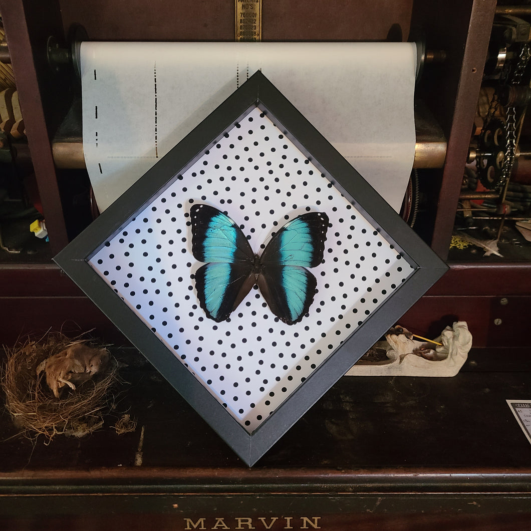 Morpho Patroclus Butterfly with Polka Dots - Black Frame
