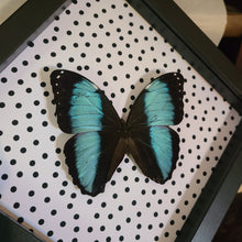 Load image into Gallery viewer, Morpho Patroclus Butterfly with Polka Dots - Black Frame
