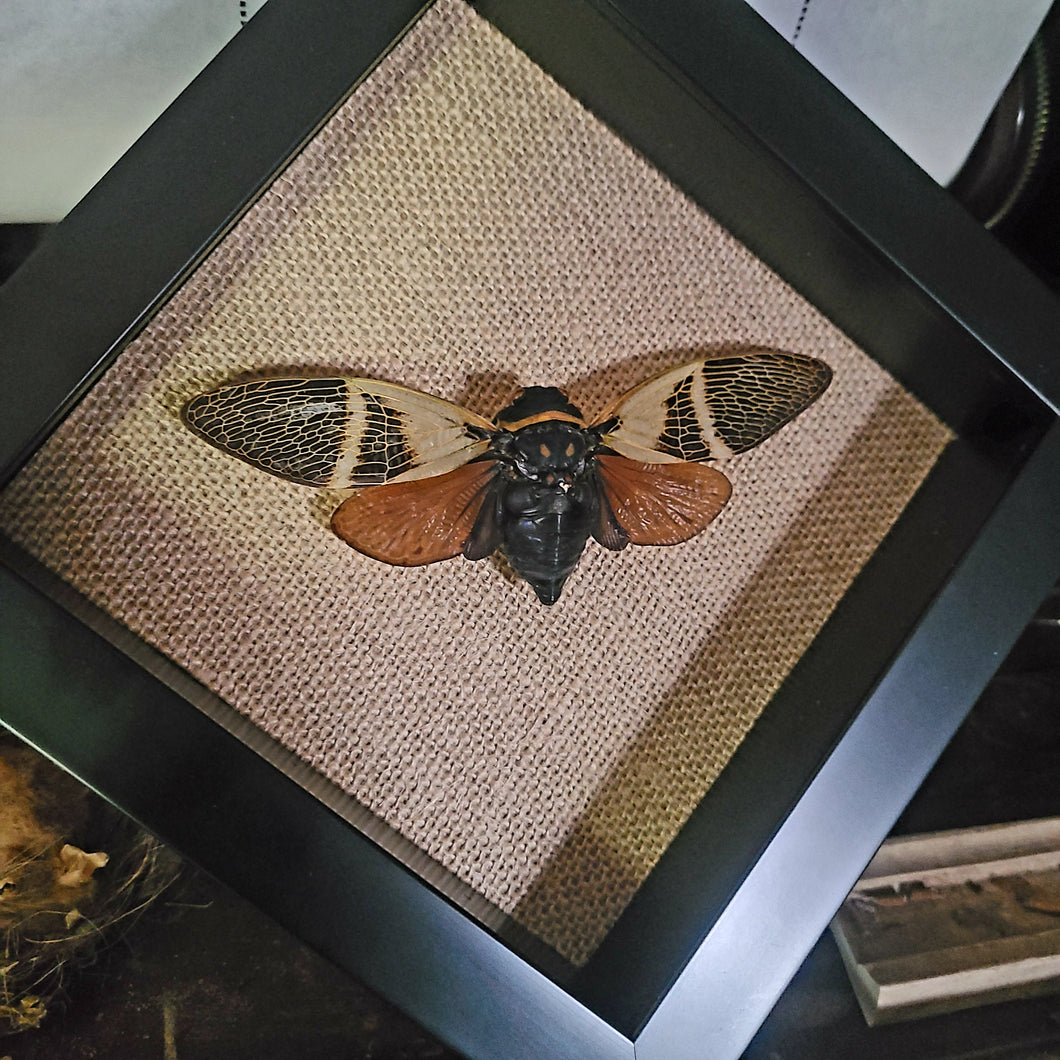 Giant Cicada - Angamiana floridula