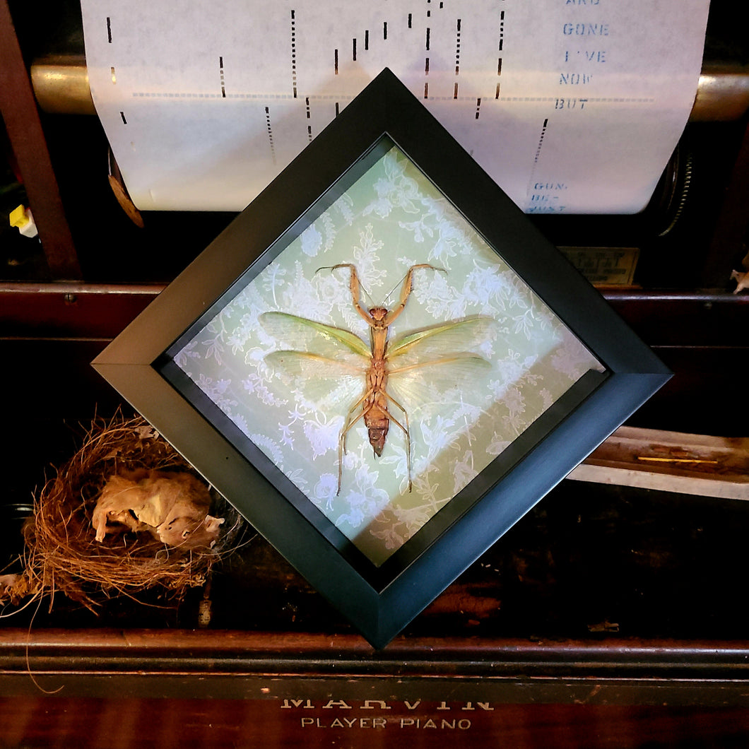 Praying Mantis