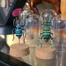 Load image into Gallery viewer, Corked Weevil Buddies
