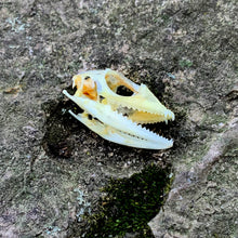 Load image into Gallery viewer, MANED FOREST LIZARD SKULL
