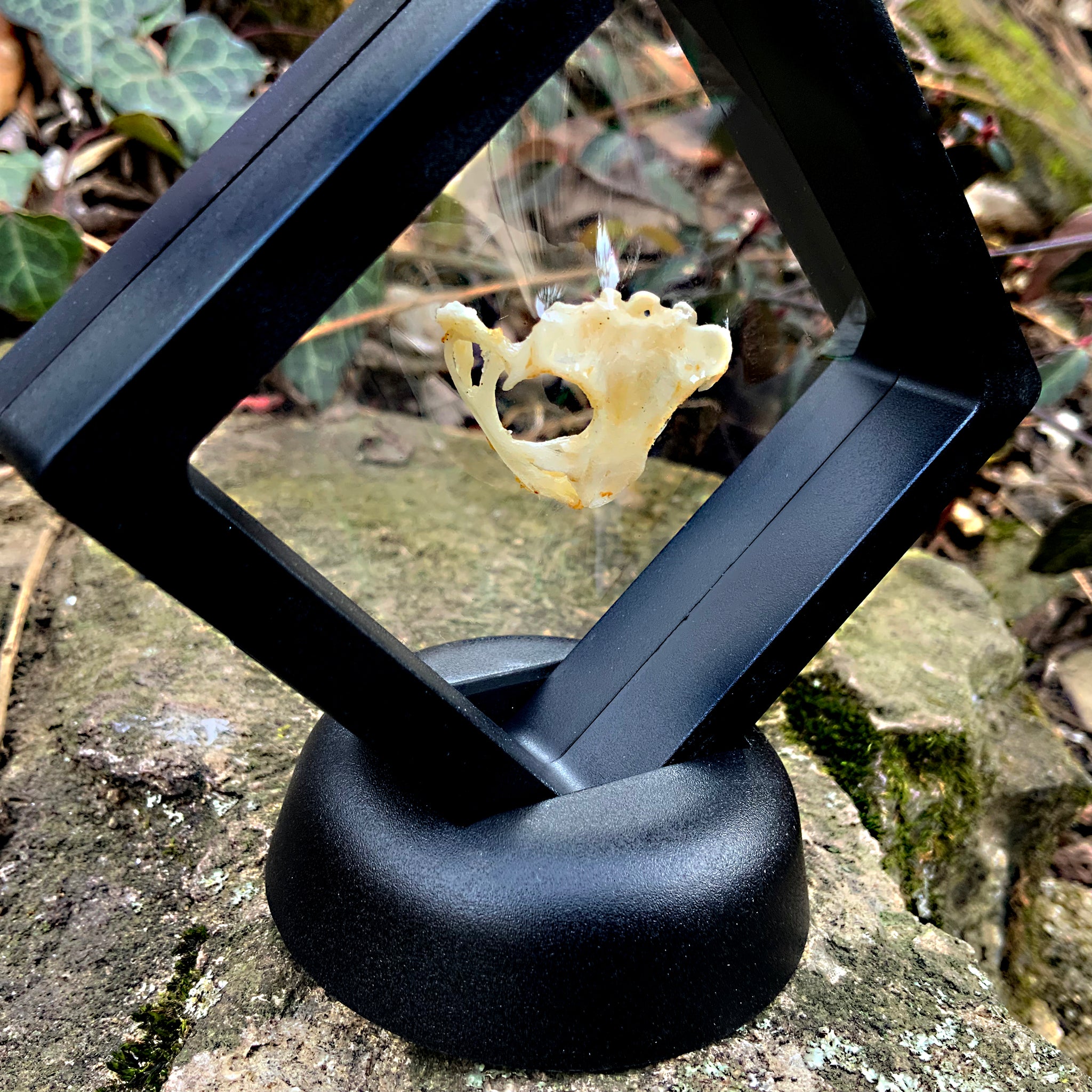 Toad Scull ASIAN TOAD SKULL – Hail - Records and Oddities