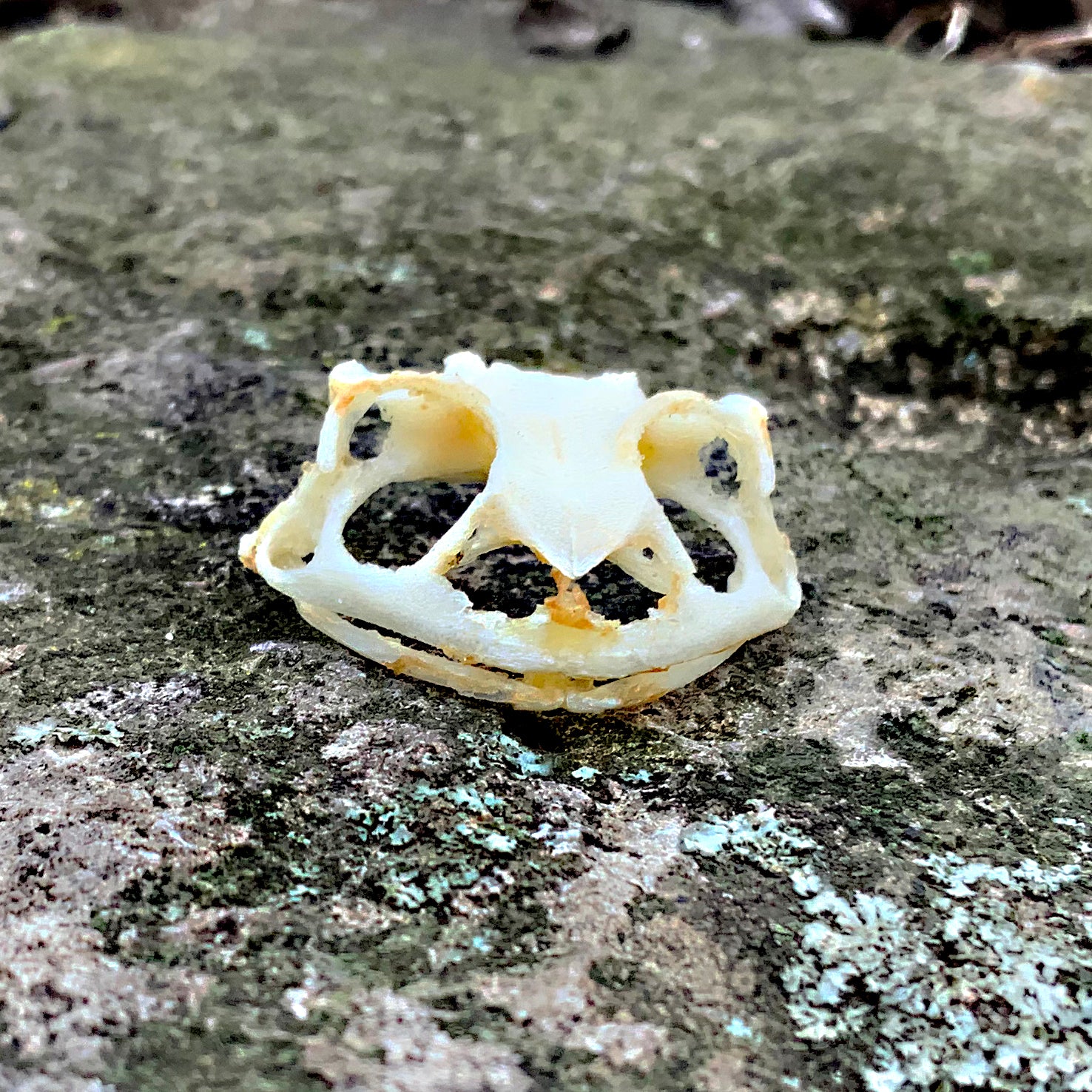 Toad Scull ASIAN TOAD SKULL – Hail - Records and Oddities