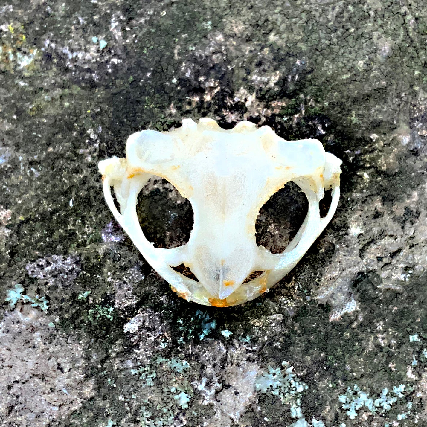Toad Scull ASIAN TOAD SKULL – Hail - Records and Oddities