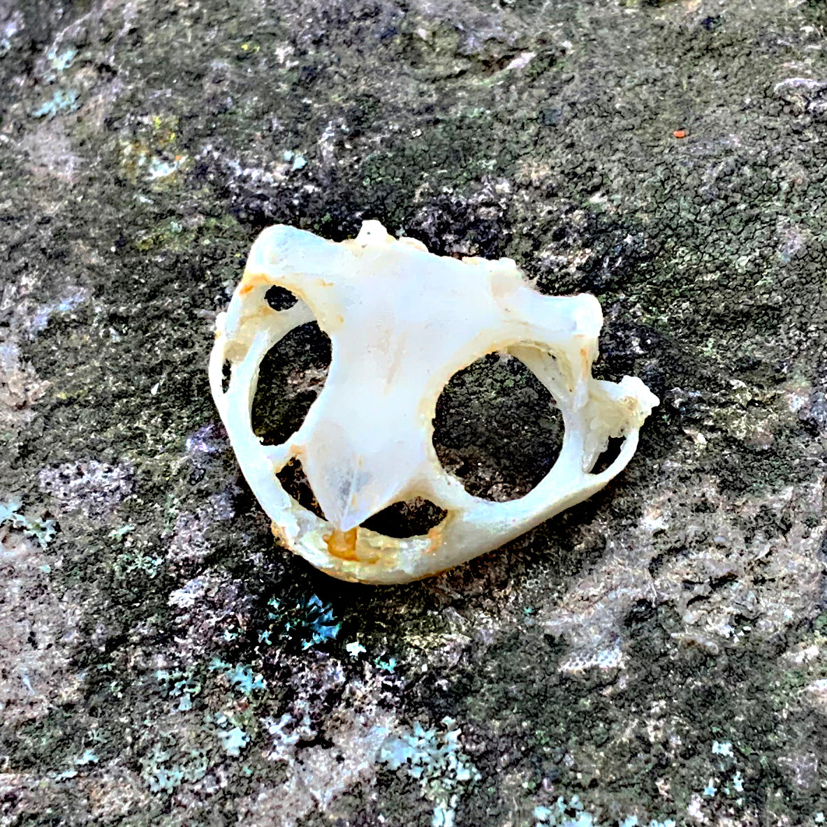 Toad Scull ASIAN TOAD SKULL – Hail - Records and Oddities