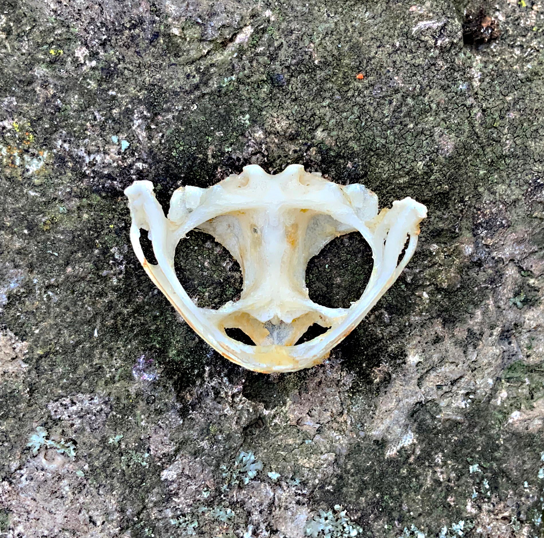 Toad Scull ASIAN TOAD SKULL – Hail - Records and Oddities