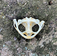 Load image into Gallery viewer, ASIAN TOAD SKULL
