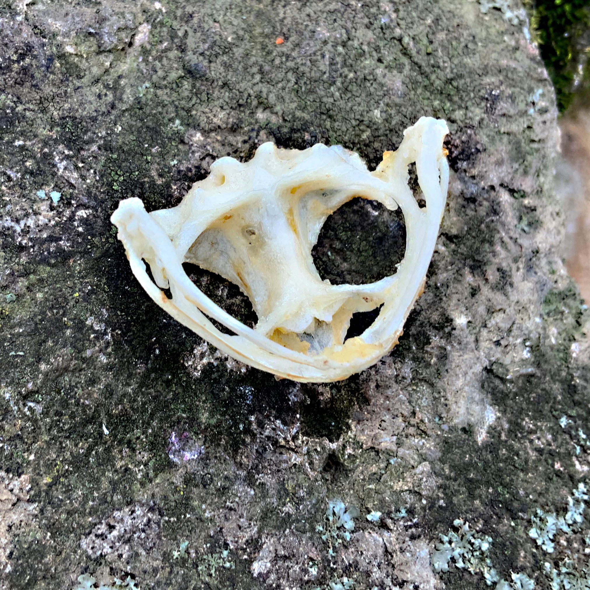 Toad Scull ASIAN TOAD SKULL – Hail - Records and Oddities