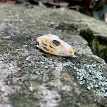 Load image into Gallery viewer, SUN SKINK SKULL
