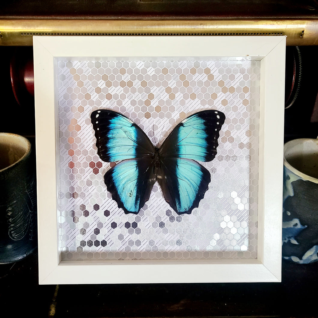 Morpho Butterfly Silver